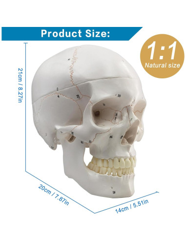 Modelo Anatómico de Cráneo Humano Merinden 3 Partes 20.7cm