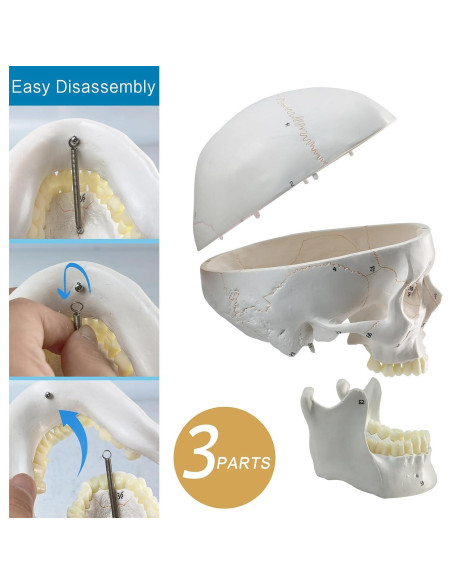 Modelo Anatómico de Cráneo Humano Merinden 3 Partes 20.7cm