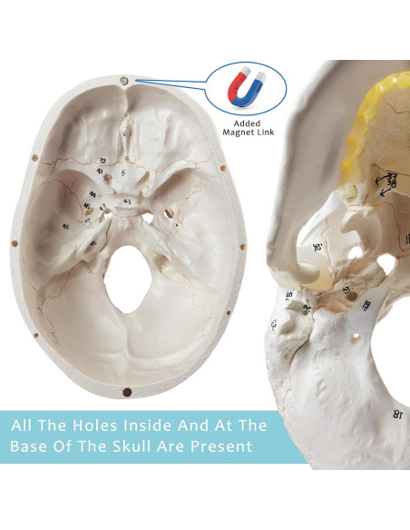 Modelo Anatómico de Cráneo Humano Merinden 3 Partes 20.7cm