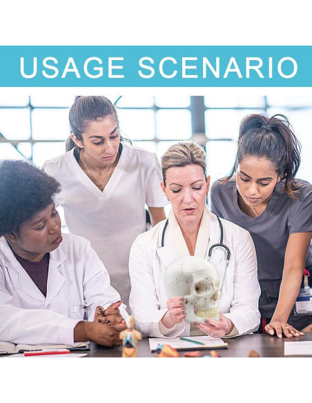 Modelo Anatómico de Cráneo Humano Merinden 3 Partes 20.7cm