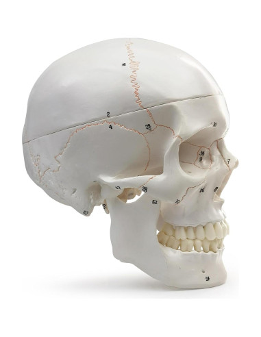 Modelo Anatómico de Cráneo Humano Merinden 3 Partes 20.7cm