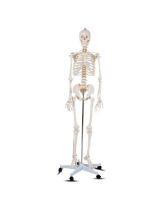 Esqueleto Humano Natural Giantex 180 cm con Soporte Rodante