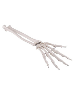 Esqueleto de Mano 3B Scientific A40/3 con Ulna y Radio Sueltos
