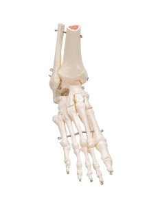 Esqueleto de pie 3B Scientific A31 con tibia y fíbula 2