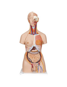 Torso Humano Deluxe Doble Sexo 3B Scientific B35 28 Piezas