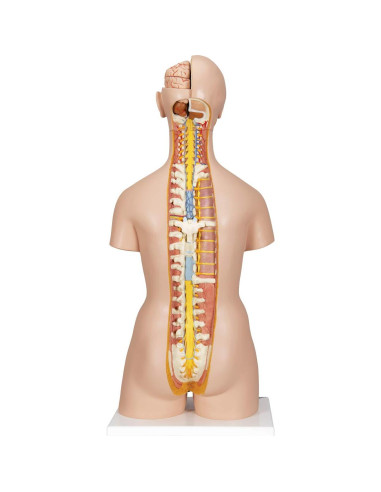 Torso Humano Deluxe Doble Sexo 3B Scientific B35 28 Piezas