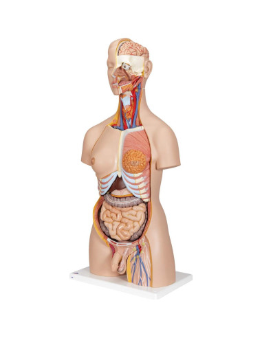Torso Humano Deluxe Doble Sexo 3B Scientific B35 28 Piezas