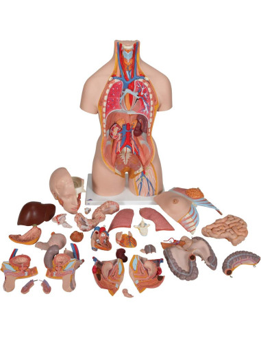Torso Humano Deluxe Doble Sexo 3B Scientific B35 28 Piezas