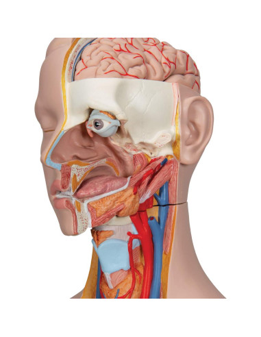 Torso Humano Deluxe Doble Sexo 3B Scientific B35 28 Piezas