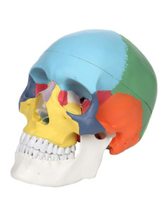 Modelo de Cráneo Humano Didáctico Axis Scientific 3 Piezas