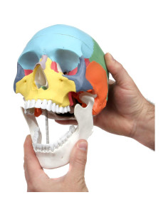 Modelo de Cráneo Humano Didáctico Axis Scientific 3 Piezas 2