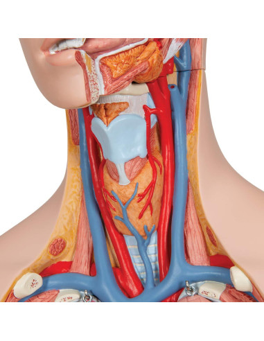 Torso Humano Deluxe Doble Sexo 3B Scientific B35 28 Piezas