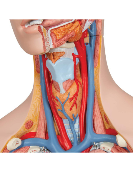 Torso Humano Deluxe Doble Sexo 3B Scientific B35 28 Piezas