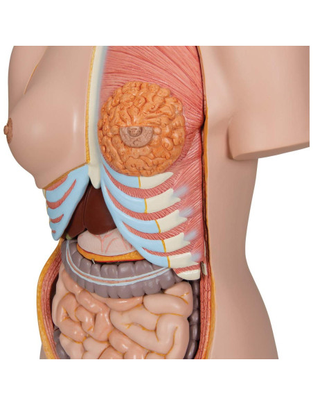 Torso Humano Deluxe Doble Sexo 3B Scientific B35 28 Piezas
