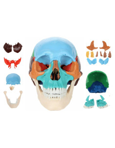 Cráneo Humano Didáctico Desmontable 22 Partes Axis Scientific
