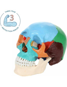 Cráneo Humano Didáctico Desmontable 22 Partes Axis Scientific 2