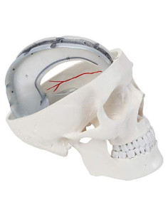 Modelo de Cráneo Humano 3 Partes Axis Scientific Detallado