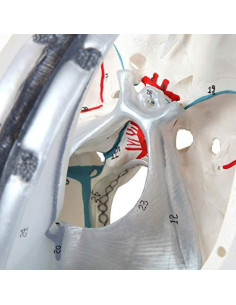 Modelo de Cráneo Humano 3 Partes Axis Scientific Detallado 2