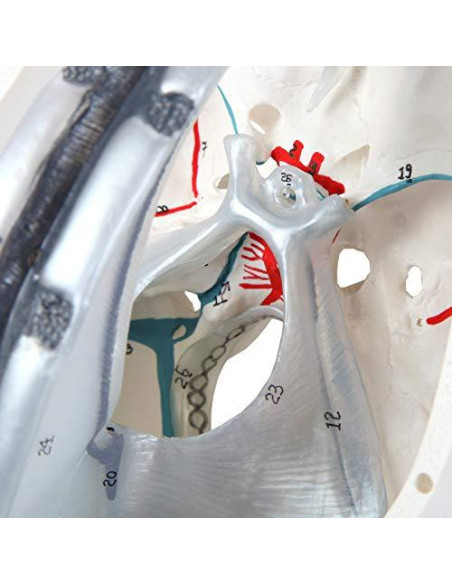 Modelo de Cráneo Humano 3 Partes Axis Scientific Detallado