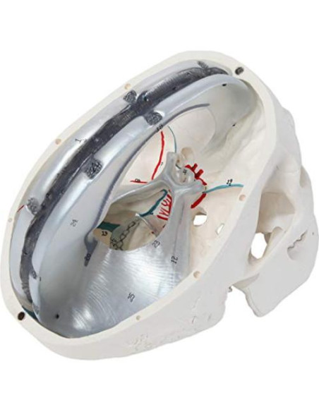 Modelo de Cráneo Humano 3 Partes Axis Scientific Detallado