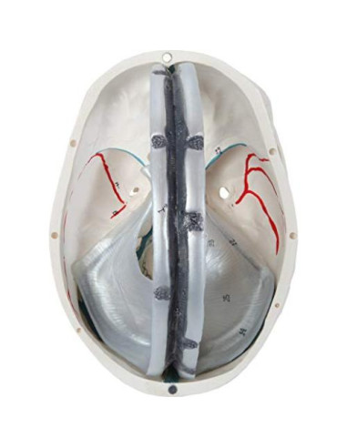 Modelo de Cráneo Humano 3 Partes Axis Scientific Detallado