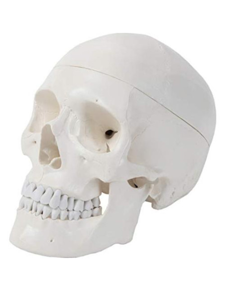 Modelo de Cráneo Humano 3 Partes Axis Scientific Detallado