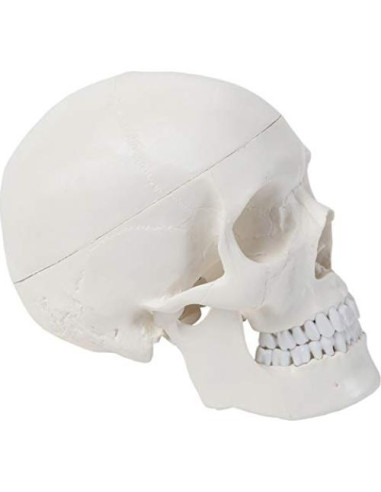 Modelo de Cráneo Humano 3 Partes Axis Scientific Detallado