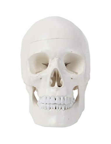 Modelo de Cráneo Humano 3 Partes Axis Scientific Detallado