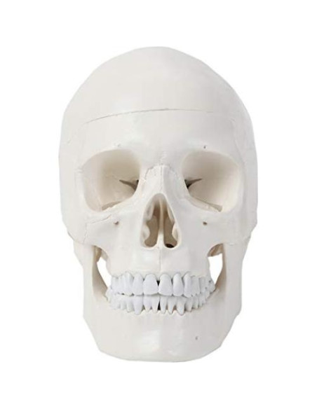 Modelo de Cráneo Humano 3 Partes Axis Scientific Detallado