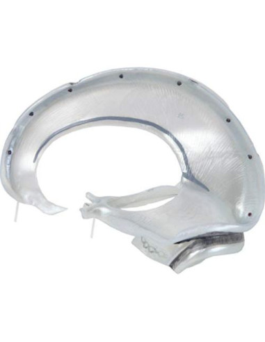 Modelo de Cráneo Humano 3 Partes Axis Scientific Detallado