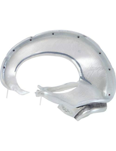 Modelo de Cráneo Humano 3 Partes Axis Scientific Detallado