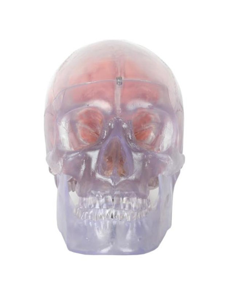 Modelo Anatómico de Cráneo Humano Translúcido Axis Scientific