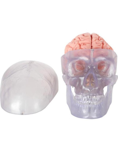 Modelo Anatómico de Cráneo Humano Translúcido Axis Scientific