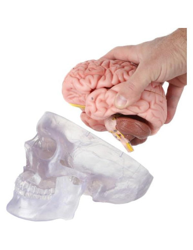 Modelo Anatómico de Cráneo Humano Translúcido Axis Scientific