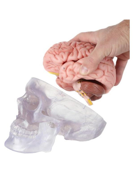 Modelo Anatómico de Cráneo Humano Translúcido Axis Scientific