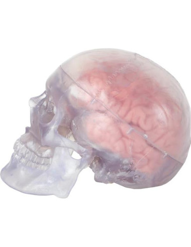Modelo Anatómico de Cráneo Humano Translúcido Axis Scientific