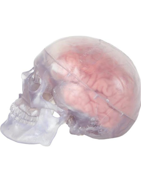 Modelo Anatómico de Cráneo Humano Translúcido Axis Scientific