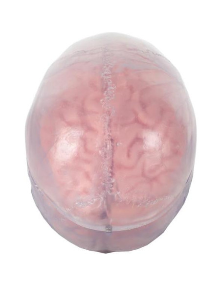 Modelo Anatómico de Cráneo Humano Translúcido Axis Scientific