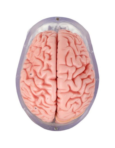 Modelo Anatómico de Cráneo Humano Translúcido Axis Scientific