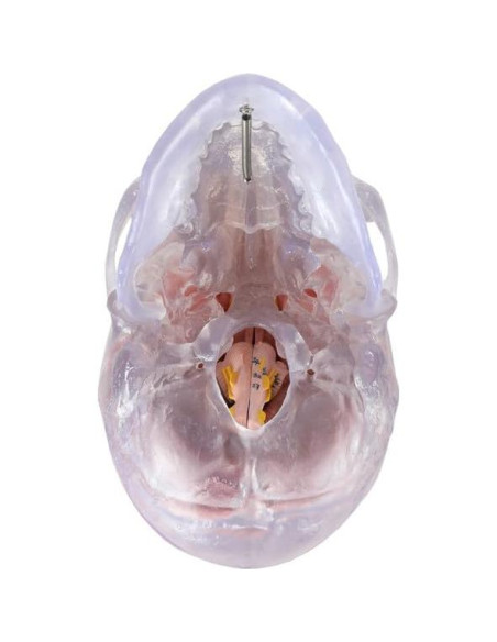Modelo Anatómico de Cráneo Humano Translúcido Axis Scientific