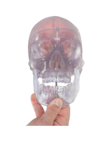 Modelo Anatómico de Cráneo Humano Translúcido Axis Scientific