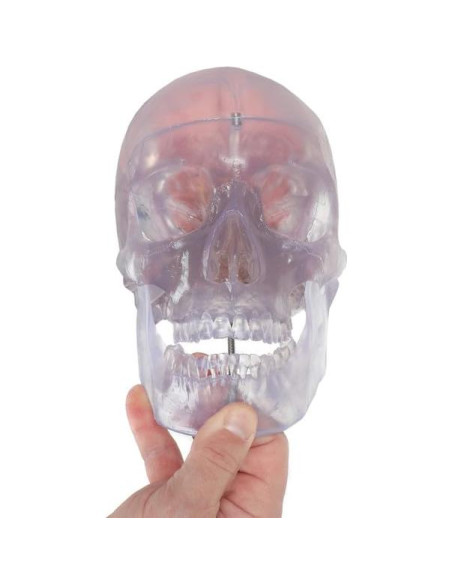 Modelo Anatómico de Cráneo Humano Translúcido Axis Scientific