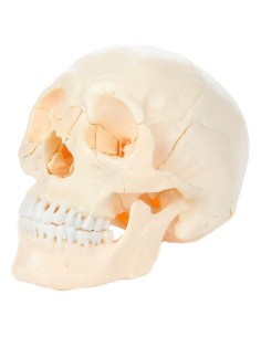 Modelo de Cráneo Humano 22 Piezas Axis Scientific