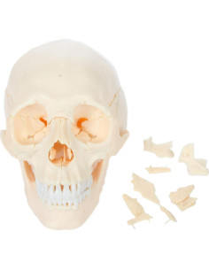 Modelo de Cráneo Humano 22 Piezas Axis Scientific 2