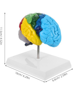 Modelo Anatómico de Cerebro Humano 1:1 TOPPERFUN 2