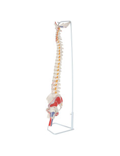 Modelo de Columna Vertebral Flexible Axis Scientific 91 cm