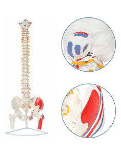 Modelo de Columna Vertebral Flexible Axis Scientific 91 cm 2