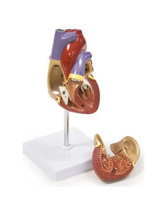 Modelo de Corazón Humano Walter Products B10405A 11.4 cm
