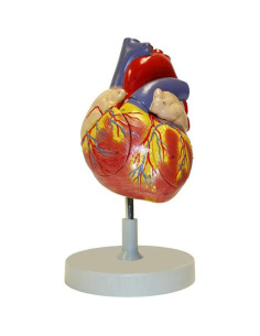 Modelo de Corazón Humano Walter Products B10405A 11.4 cm 2