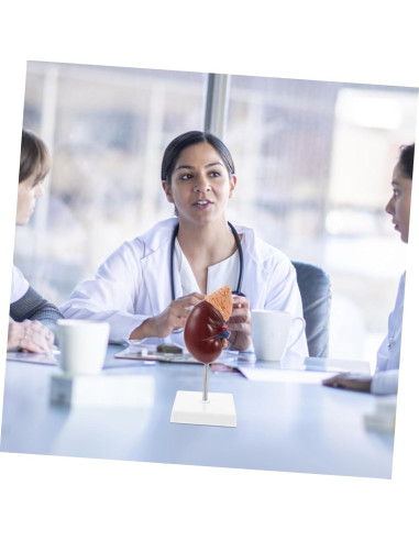 Modelo de Riñón Humano Desmontable Cabilock 25x12cm